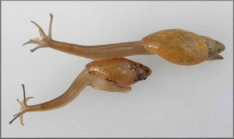 Euglandina rosea (Frussac, 1821) Juveniles