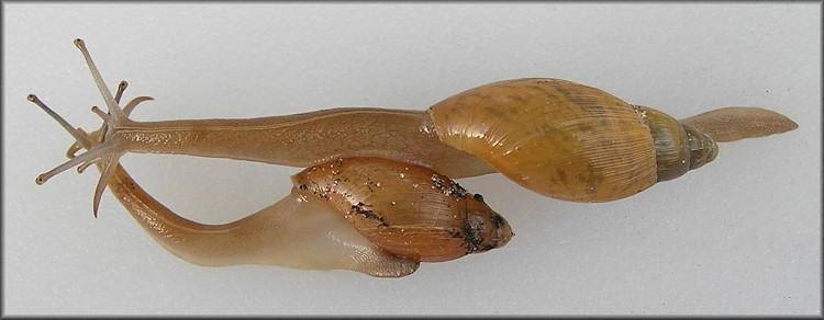 Euglandina rosea (Frussac, 1821) Juveniles