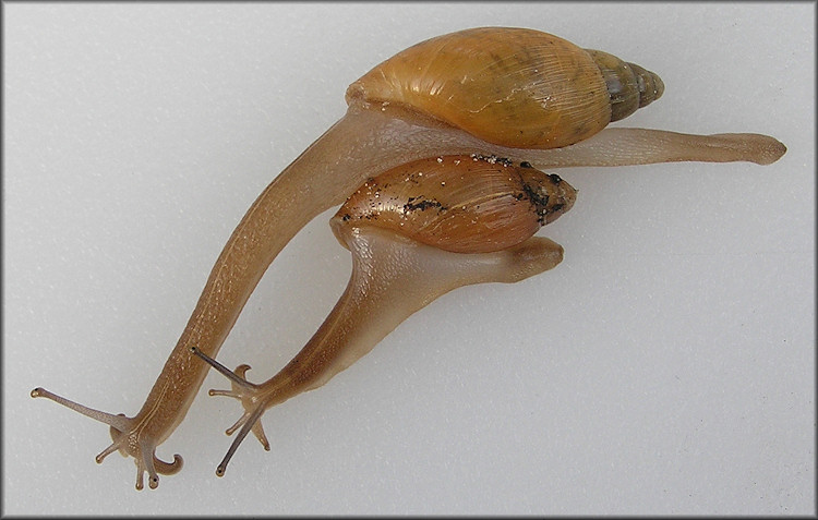 Euglandina rosea (Frussac, 1821) Juveniles