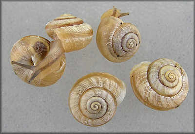 Praticolella mexicana K. Perez, 2011 "Peripatetic Scrubsnail"