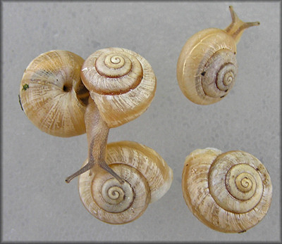 Praticolella mexicana K. Perez, 2011 "Peripatetic Scrubsnail"