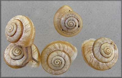 Praticolella mexicana K. Perez, 2011 "Peripatetic Scrubsnail"