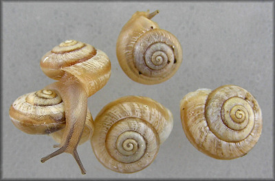 Praticolella mexicana K. Perez, 2011 "Peripatetic Scrubsnail"