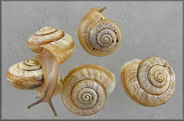 Praticolella mexicana K. Perez, 2011 "Peripatetic Scrubsnail"l