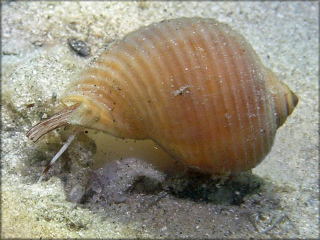 Tonna galea (Linnaeus, 1758) Giant Tun Juvenile In Situ