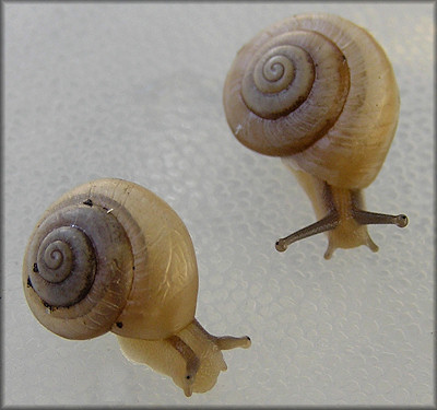 Praticolella mexicana K. Perez, 2011 "Peripatetic Scrubsnail"