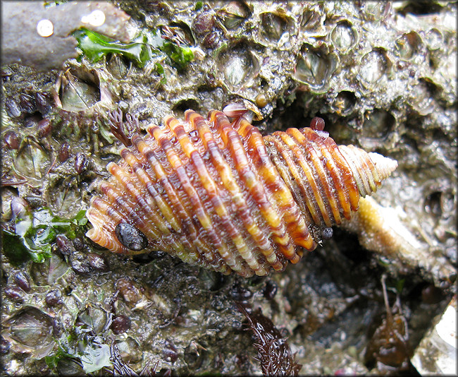 Nucella canaliculata (Duclos, 1832)