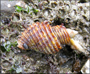 Nucella canaliculata (Duclos, 1832)