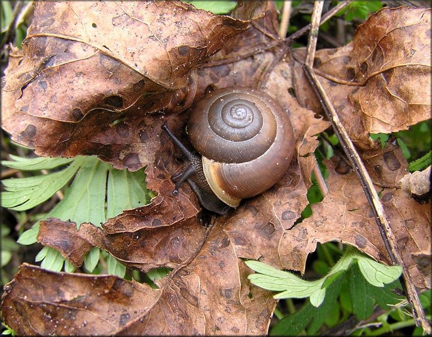 Mesodon thyroidus (Say, 1817) White-lip Globe In Situ