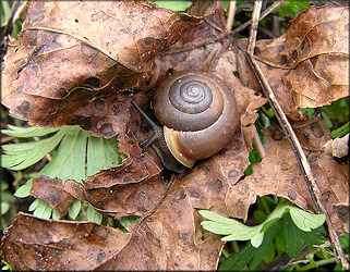 Mesodon thyroidus (Say, 1817) White-lip Globe In Situ