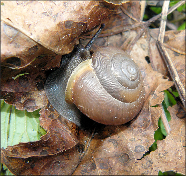 Mesodon thyroidus (Say, 1817) White-lip Globe In Situ