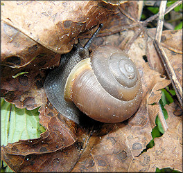 Mesodon thyroidus (Say, 1817) White-lip Globe In Situ