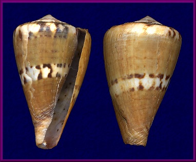 Conus capitaneus Linnaeus, 1758