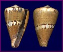 Conus capitaneus Linnaeus, 1758