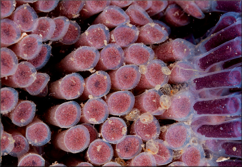 Cypraecassis testiculus (Linnaeus, 1758) Reticulate Cowrie-helmet Eggs