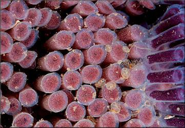 Cypraecassis testiculus (Linnaeus, 1758) Reticulate Cowrie-helmet Eggs