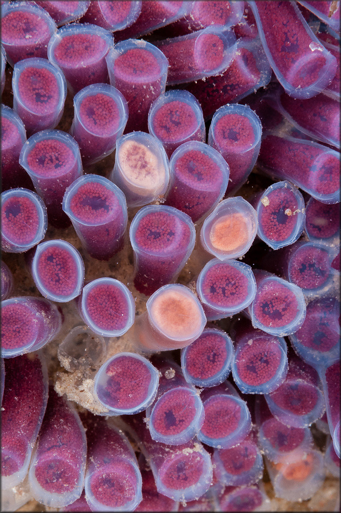 Cypraecassis testiculus (Linnaeus, 1758) Reticulate Cowrie-helmet Egg Capsules