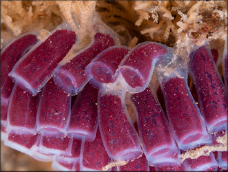 Cypraecassis testiculus (Linnaeus, 1758) Reticulate Cowrie-helmet Egg Capsules