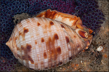 Cypraecassis testiculus (Linnaeus, 1758) Reticulate Cowrie-helmet With Eggs