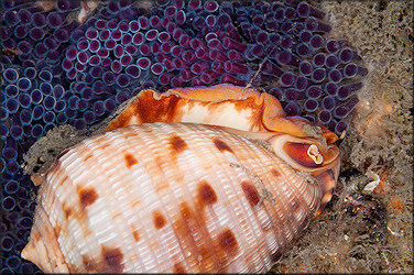 Cypraecassis testiculus (Linnaeus, 1758) Reticulate Cowrie-helmet With Eggs