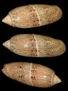 Oliva sayana Ravenel, 1834 Corded Form