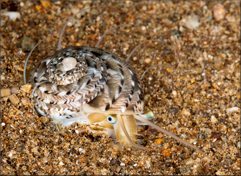 Ethalia catharinae Poppe, Tagaro, and Dekkers, 2006