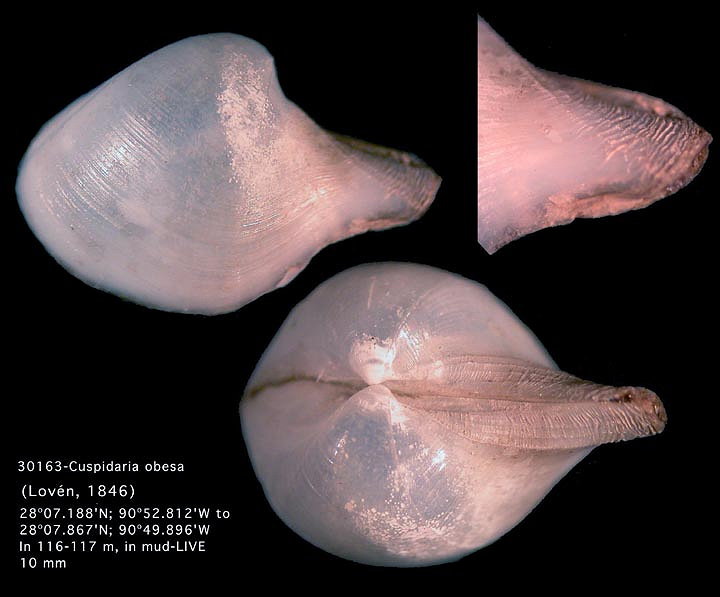 Cuspidaria obesa (Lovn, 1846)