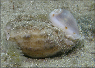 Prunum apicinum (Menke, 1828) Common Atlantic Marginella