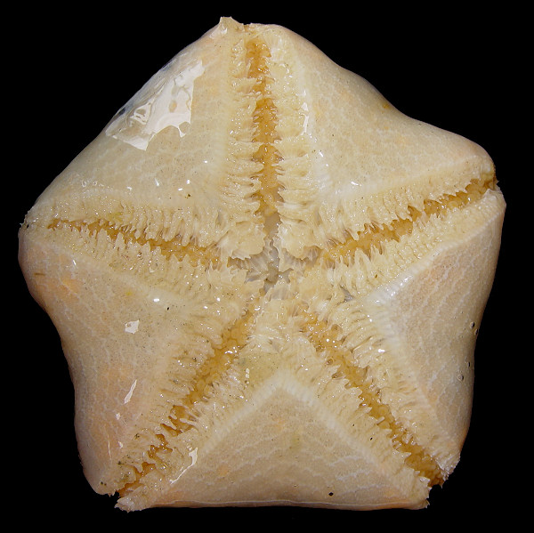 Pteraster species A "Northern Slime star"