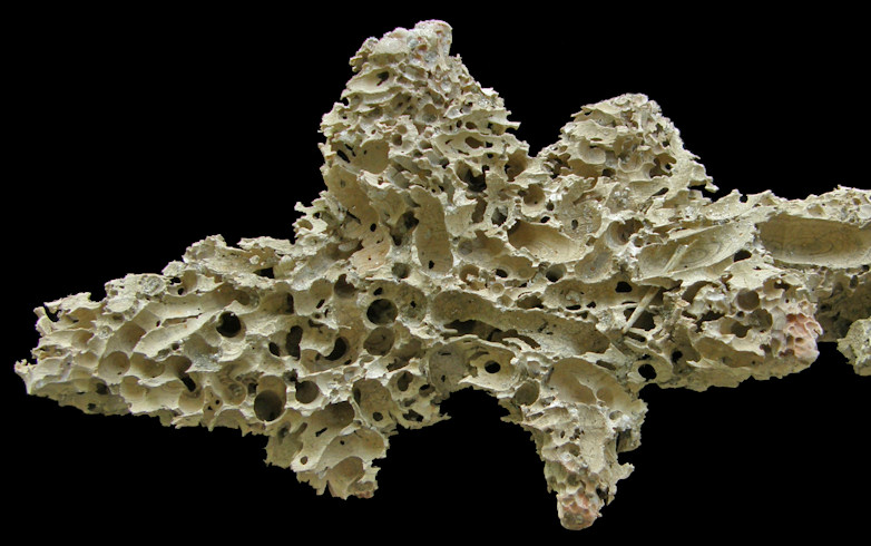 Driftwood Honeycombed by Martesia cuneiformis (Say, 1822) Wedge Piddock