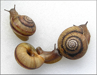 Anguispira kochi (L. Pfeiffer, 1846) Banded Tigersnail