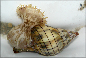 Cinctura hunteria (G. Perry, 1811) Eastern Banded Tulip With Sea Anemone