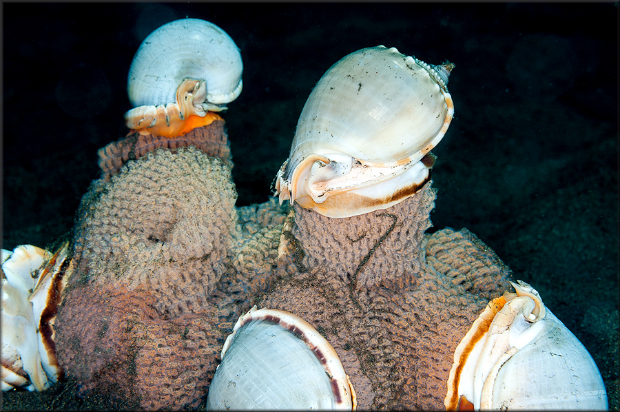 Phalium glaucum (Linnaeus, 1758) Communal Egg Laying