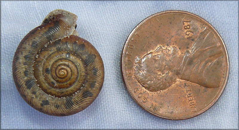 Unusually Large Daedalochila auriculata (Say, 1818) (17.2 mm.)