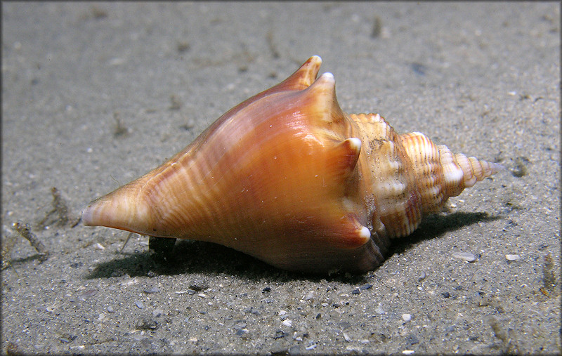 Strombus alatus Gmelin, 1791 Living Juvenile In Situ