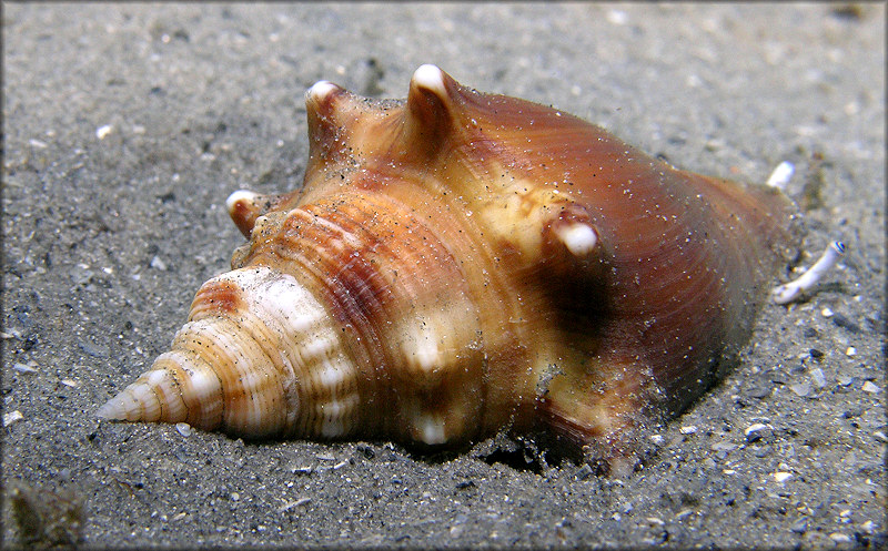 Strombus alatus Gmelin, 1791 Living Juvenile In Situ