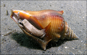 Strombus alatus Gmelin, 1791 Living Juvenile In Situ