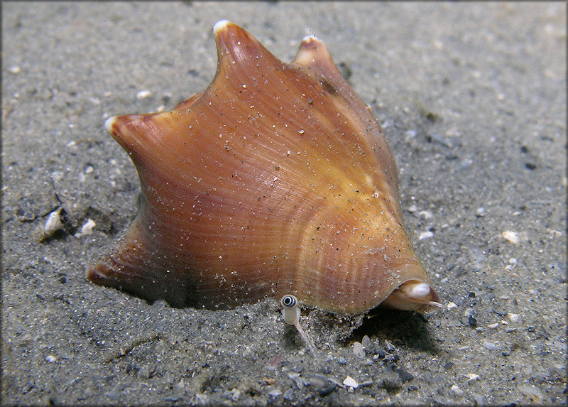 Strombus alatus Gmelin, 1791 Living Juvenile In Situ