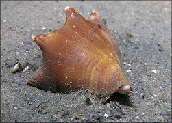 Strombus alatus Gmelin, 1791 Living Juvenile In Situ