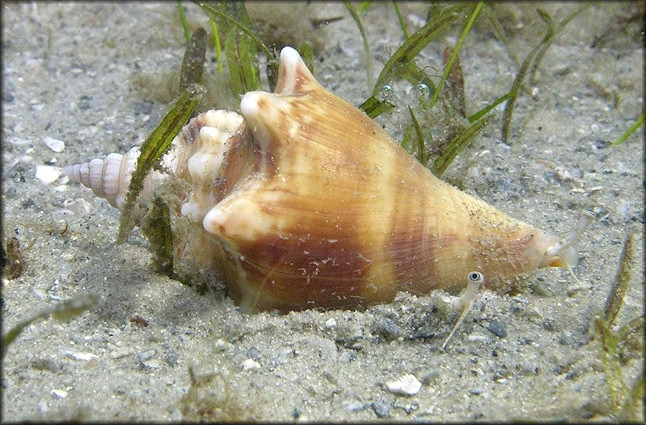 Strombus alatus Gmelin, 1791 Living Juvenile In Situ