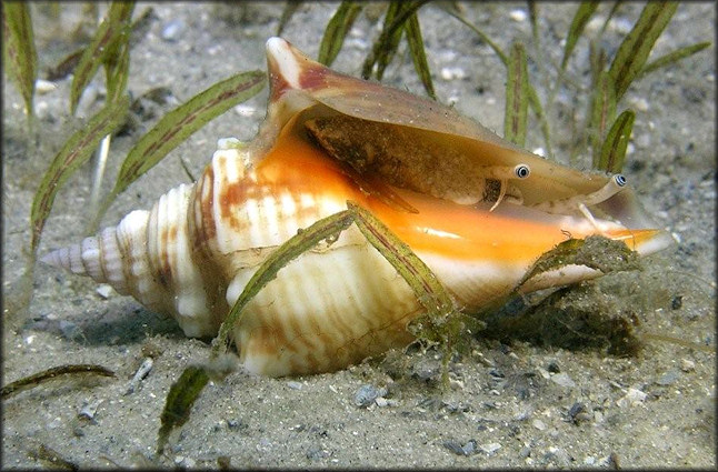 Strombus alatus Gmelin, 1791 Living Juvenile In Situ