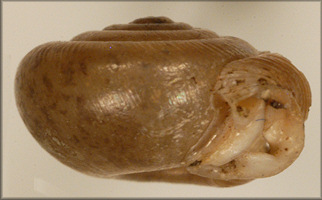 Helix espiloca Bland, 1860