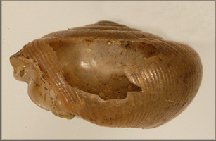 Helix espiloca Bland, 1860