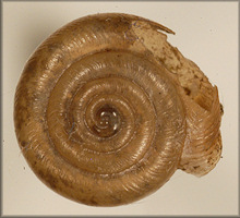 Helix espiloca Bland, 1860