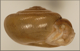 Helix postelliana Bland, 1859