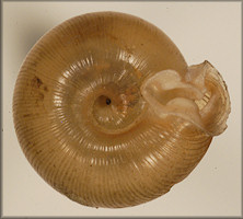 Helix postelliana Bland, 1859