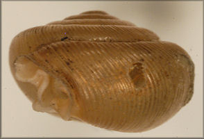 Helix postelliana Bland, 1859