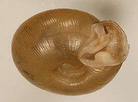 Helix postelliana Bland, 1859