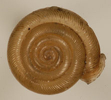 Helix postelliana Bland, 1859