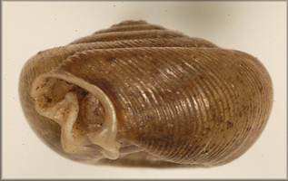 Polygyra postelliana carolina Pilsbry, 1940